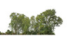 A group of rich green trees High resolution on transparent background..