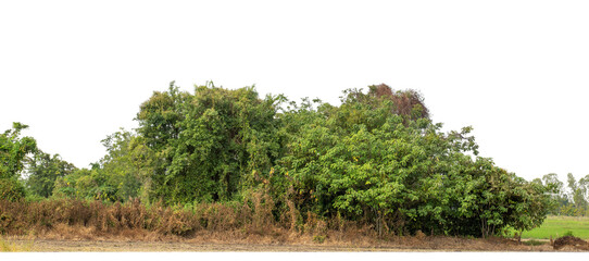 Wall Mural - A group of rich green trees High resolution on transparent background.