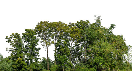 Fototapete - A group of rich green trees High resolution on transparent background.