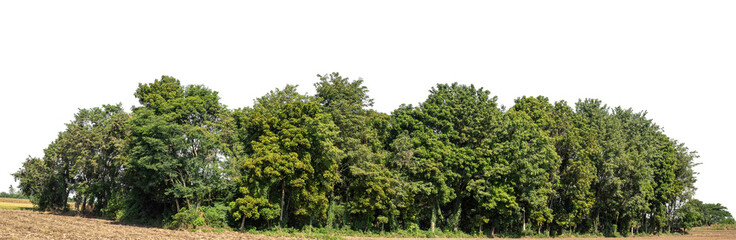 Wall Mural - A group of rich green trees High resolution on transparent background..