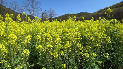 Poster - Rapeseed flowers garden