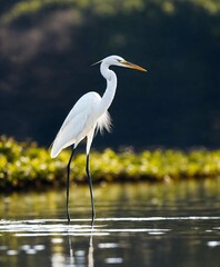 white egret,Egret bird lines,Egret painting,White egret home decoration picture,white bird drawing