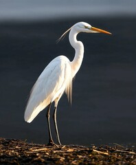 white egret,Egret bird lines,Egret painting,White egret home decoration picture,white bird drawing