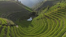 Majestic Terraced Fields In Mu Cang Chai District, Yen Bai Province, Vietnam. Rice Fields Ready To Be Harvested In Northwest Vietnam.