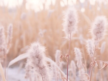Beautiful Winter Nature Macro Background. Fluffy Stems Of Tall Grass Under The Snow In Winter During Snowfall, Tinted Pink