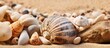 Fossilized gastropod and sea shells trapped in sandstone, close-up shot.