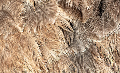 Canvas Print - Gray feathers on an ostrich as an abstract background. Texture