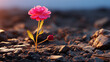 red poppy flower HD 8K wallpaper Stock Photographic Image 