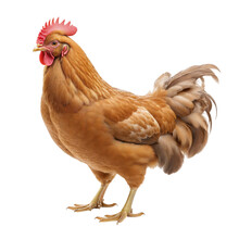 A Close-up Of Full Body Of Brown Or Red Chicken Hen Standing Isolated On A Transparent PNG Or White Background.