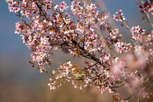 Russet Sparrow Or Passer Rutilans Or Cinnamon Tree Sparrow Perched On Pink Flower Of Prunus Cerasoides Wild Himalayan Cherry And Sour Cherry Tree At Foothills Of Himalaya Uttarakhand India Asia