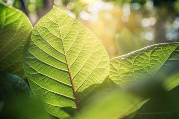 Wall Mural - Amazing sun rays nature of green leaf in garden at summer. Natural green leaves plants springtime background cover page greenery environment ecology wallpaper. Dream blur lush foliage soft sunlight