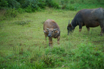 Young brown buffalo in the meadow