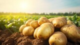 Fototapeta Do akwarium - Fresh organic potatoes in the field, close up.with copy space for text