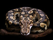 Boa constrictor non-venomous snake with detailed brown scales, coiled on a wooden branch.