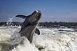 springender Delfin im golf of Mexico Florida
