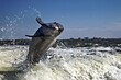 springender Delfin im golf of Mexico Florida