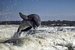  springender Delfin im golf of Mexico Florida