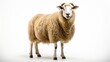 © ProVector - Sheep isolated on a white background