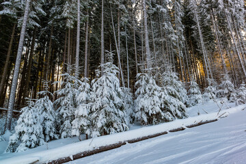 Poster - Picturesque snow slope with tall spruce trees. Wild woodland winter landscape