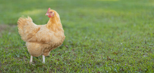 Wall Mural - Buff colored chicken hen on a grassy field