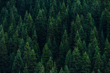 Fir Tree Forest Abstract Background