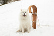Selective focus horizontal view of gorgeous samoyed dog sitting on snowy slope smiling next to vintage wooden sled