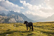 Beautiful horses in mountain landscape in the foreground, Dolomites, Italy. Sunny day. Travel concept.Tre Cime di Lavaredo with beautiful blue sky, Dolomiti di Sesto. Travel concept