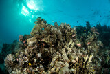 Fototapeta Do akwarium - View over the coral reef, a variety of soft and hard coral and fish species in turguoise waters of Marsa Alam, Egypt