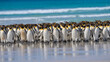Large group of King Penguins (Aptenodytes patagonicus) walking along a sandy beach at Volunteer Point in the Falkland Islands.