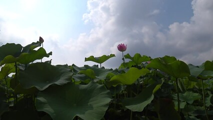 Wall Mural - Summer sky and lotus flower