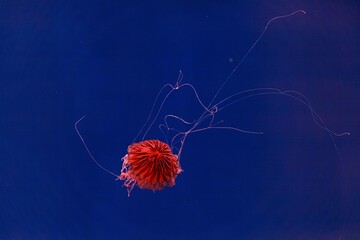 Wall Mural - underwater photography of beautiful jellyfish japanese sea nettle chrysaora pacifica