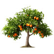Orange tree isolated on white transparent background, Ripe fruits and citrus green foliage, PNG