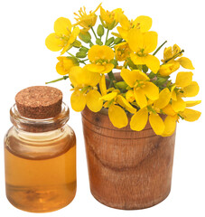 Wall Mural - Mustard flowers with oil