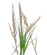Cane, Reed Seeds And Green Grass Isolated On White Background, Clipping Path