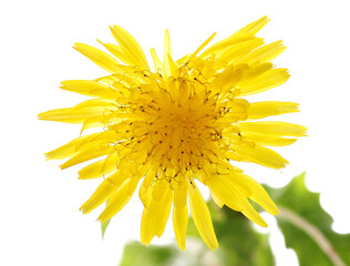 Wall Mural - Close up yellow dandelion flower isolated on white, clipping path
