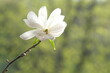 White magnolia flower photographed from the front.