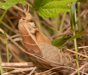 Wall Mural - fox moths, Macrothylacia rubi, mating on a grass