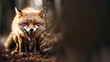 A portrait of an angry fox in a forest