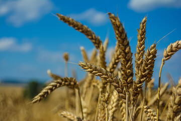 wheat field in the summer