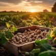 Generative AI image of peanuts picked in a wooden box in a field with sunset