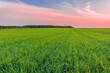 Green field of young shoots of winter wheat and the sky in the colors of the sunset