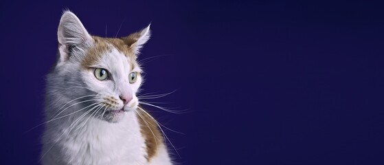 Wall Mural - Tabby cat looking funny away over dark background. Panoramic image with copy space.	