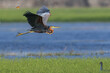 Purple Heron Takes off as a bird in flight 