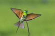 Green Bee-eater Bird in Flight and Landing