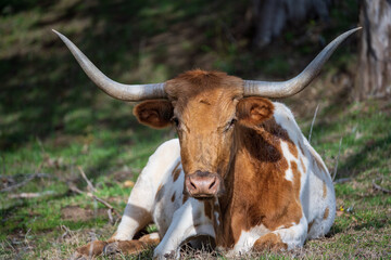 Bull in the field