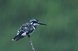Pied Kingfisher Bird In Rain Creating a Streak in Background