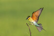 Blue Tailed Bee-eater Bird Landing Bird In Flight