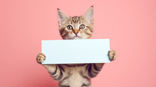 Funny Pet Cat Showing A Placard Isolated On White Background Blank Web Banner Template And Copy Space