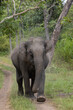 Asiatic Elephant In A Mock Charge