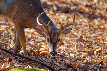 Young Male White-tail Deer